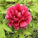 ���� ������, �����, 71 ��� - ��������� 27 ������ 2025 � ������ ���� ����������