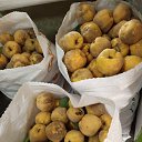 ���� ������� ��������, ������, 66 ��� - ��������� 1 ������ 2024 � ������ ���� ����������