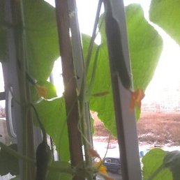 ��������, ����������, 70 ���