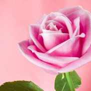 Vladimir, 66 ���, �������