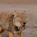  Tori, , 56  -  9  2025    