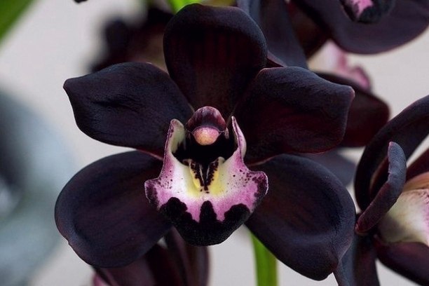 e p  - ep p  Cymbidium Kiwi Midnight.