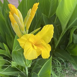 �������, ��������