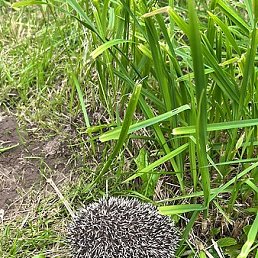 �����, ������, 42 ����