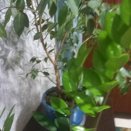 ���� Svetlana, �����������, 50 ��� - ��������� 24 ������� 2026