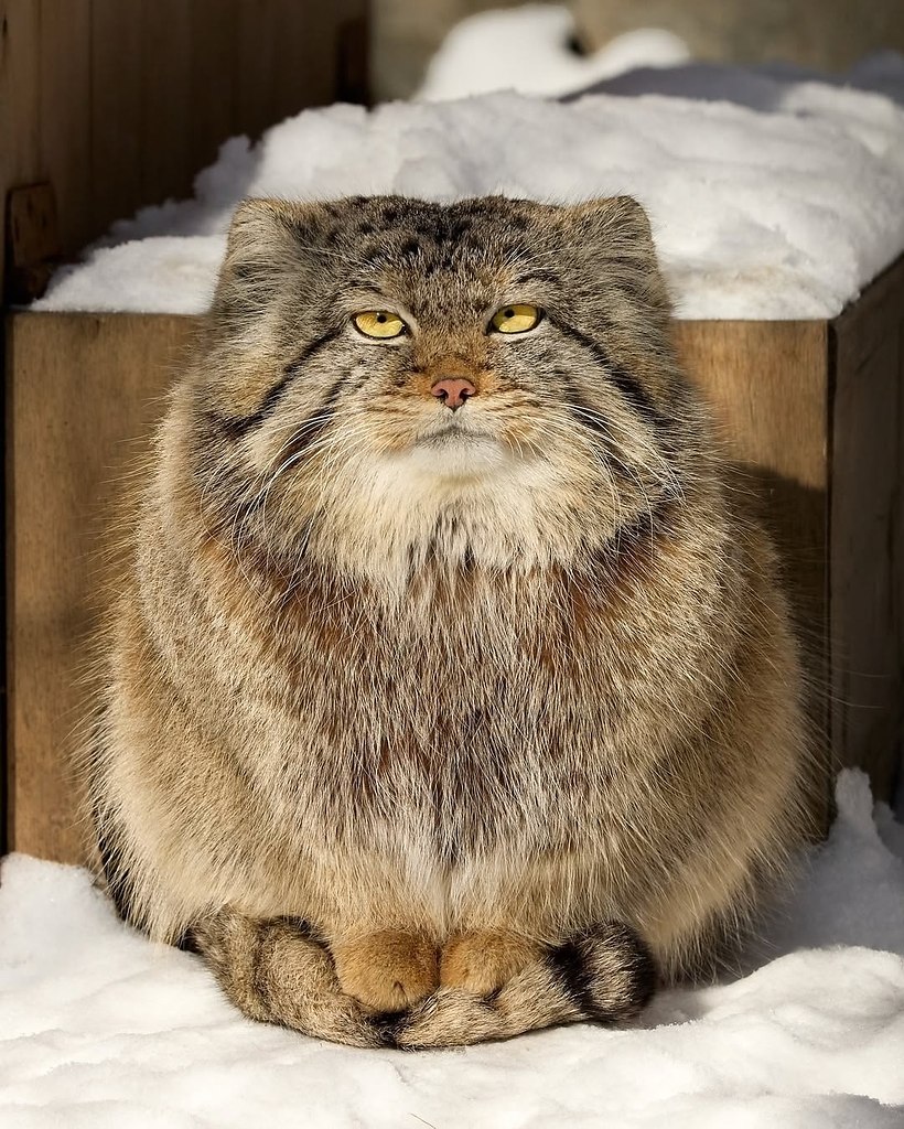 Как можно быть такими пушисто-круглыми и такими серьёзными одновременно? - 5