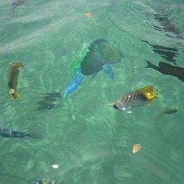 �����, �����-���������, 66 ���