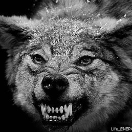 �������, ��������, 40 ���