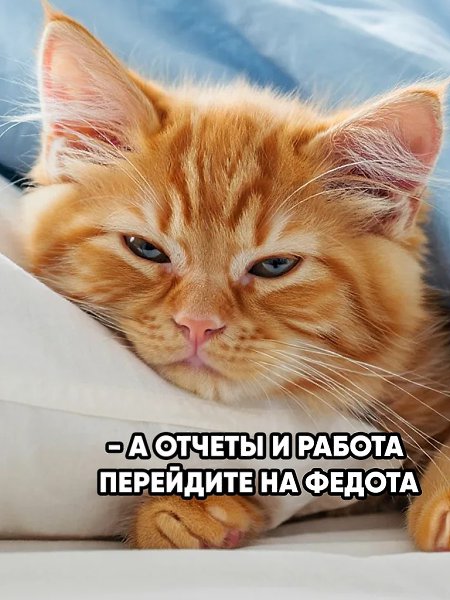 Котик сказал за всех: хочется лежать в кровати, а не думать про эти бесконечные отчёты. Мем греет ... - 2