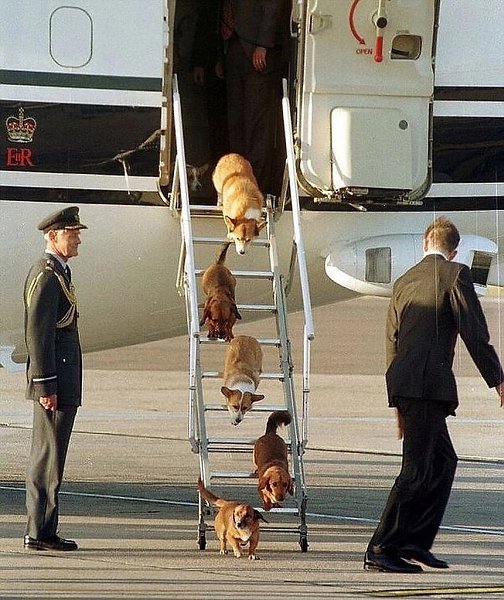 Корги королевы Елизаветы II выходят из её частного самолёта. 1998 год.С момента своего восшествия на ...