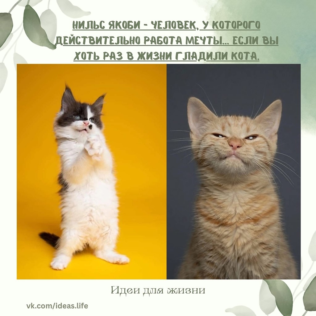 Звучит как фантастика, но это факт: Нильс — профессиональный катограф. Не фотограф, а именно ...