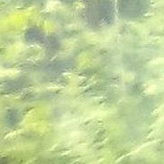 �������, 39 ���, ������