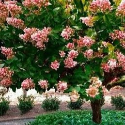 ����, �����������, 47 ���