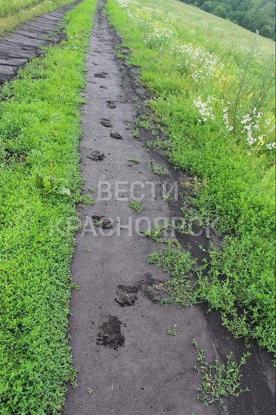 В Балахтинском районе зафиксировали следы медведицы с детёнышами. Охотовед Дмитрий Беленюк отметил, ...