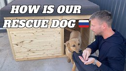 ОБНОВЛЕНИЕ СОБАКИ-СПАСАТЕЛЯ | Мне нужны ваши мысли и комментарии о собаке