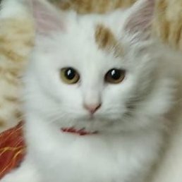 ����, �����������, 50 ���