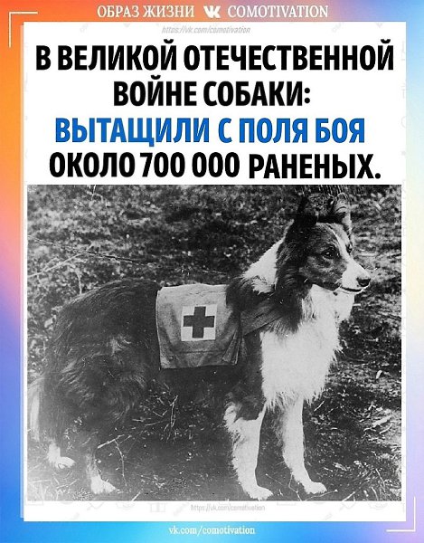 80 ЛЕТ ВЕЛИКОЙ ПОБЕДЫ. Легендарные собаки времен Великой отечественной войны и их бессмертные ...