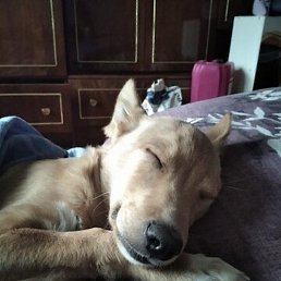 ���, �����������, 42 ����