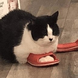 �����, �������, 19 ���