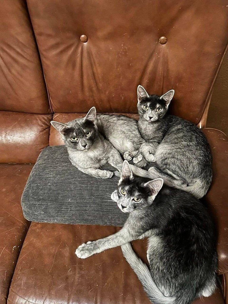  .     -".   ...