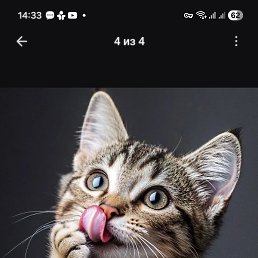 ����, �����-���������, 39 ���
