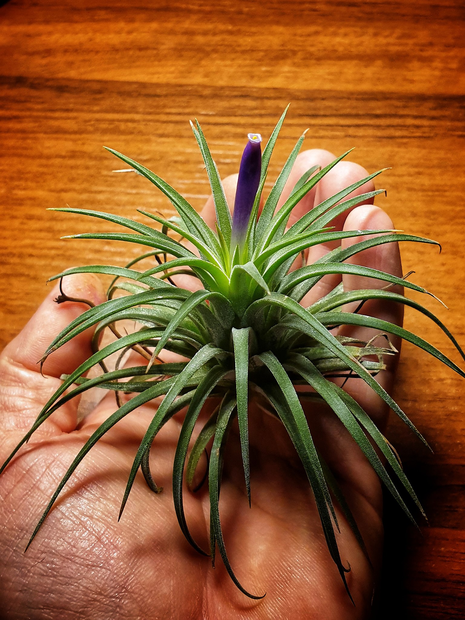    .    (Tillandsia ionantha) - 2