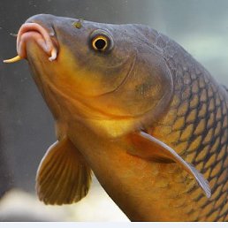 ����, ������, 80 ���