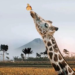 ���� ������, �����, 62 ���� - ��������� 22 ������ 2025