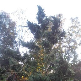 �������, ������-������������, 39 ���