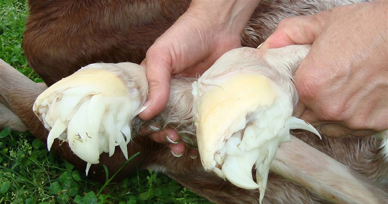 � �a���e� �p� po��e��� �a �o���a� ec�� ����a� po�o�a� ��a�� � ��c��e��a� �a�c��a. ��a c����� ... - 3