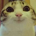 ���� �������, ����, 41 ��� - ��������� 25 ����� 2025