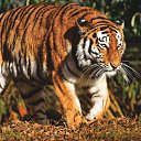 ���� ������, �����������, 52 ���� - ��������� 19 ������� 2023