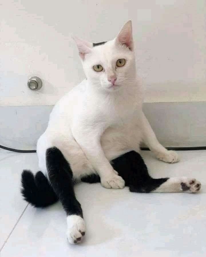  )