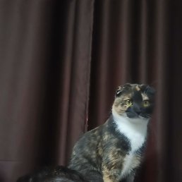 , 33, 