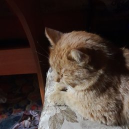 ������, ������������, 44 ����