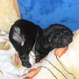 ���������, ������, 40 ���