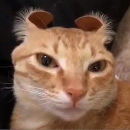 �����, �������