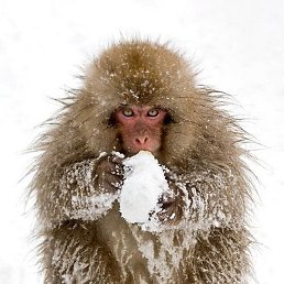 ������, ���, 55 ���