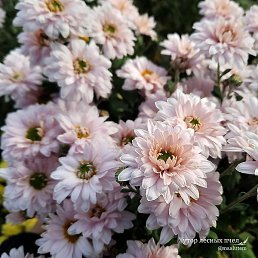 ������, �����, 43 ����