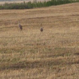 �����, ���������, 49 ���