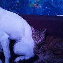 ���� �����, ������, 37 ��� - ��������� 1 ������� 2026