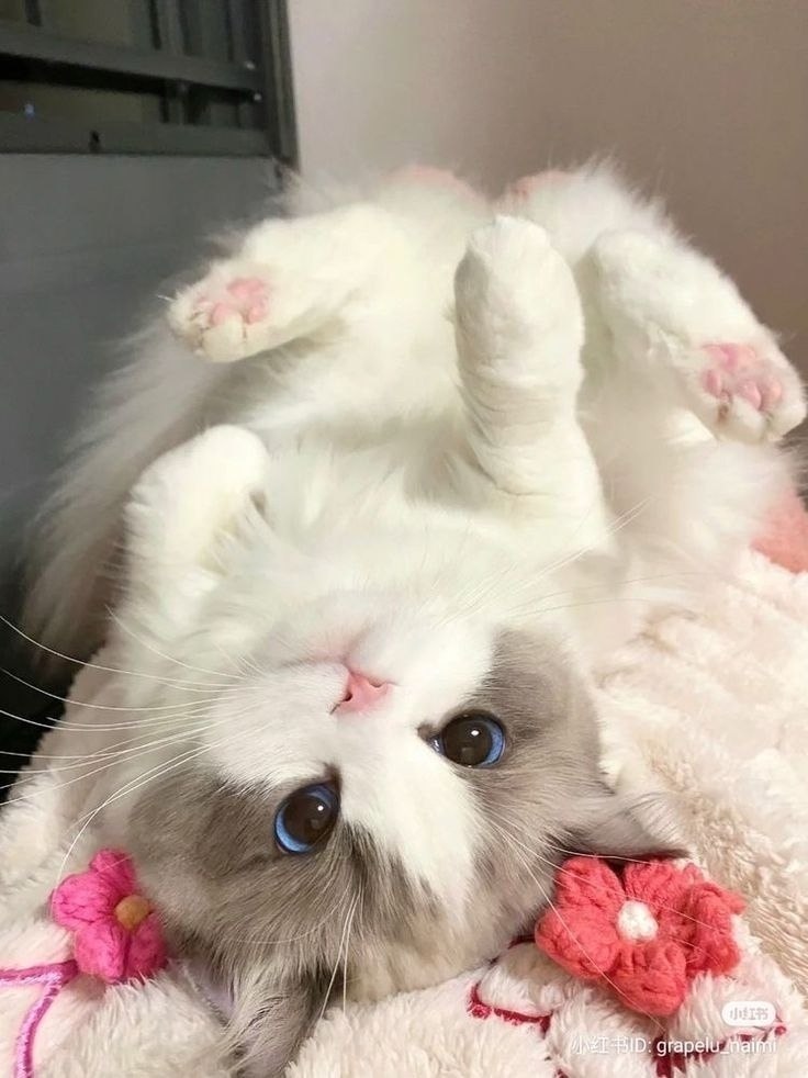 ae oe  aoo  ao co  paco? a oo oaoac? - 8