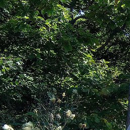 �������, �����������, 47 ���