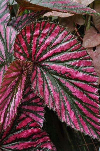  :     .  (Begonia Brevirimosa) - ... - 2