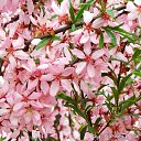 ���� �������, �������, 42 ���� - ��������� 8 ������� 2025 � ������ ���� ����������