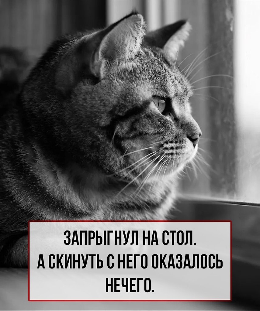 Кошачьи проблемы, которые поймут только их «кожаные» хозяева.