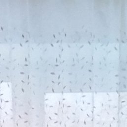 ������, ������, 41 ���