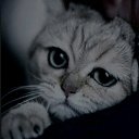 ���� �������, ������, 43 ���� - ��������� 8 ��� 2026 � ������ ���� ����������