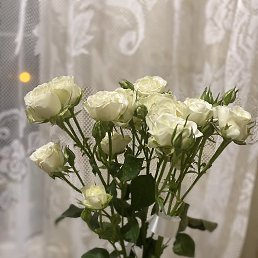 ���� �������, ����, 49 ��� - ��������� 17 ������ 2024