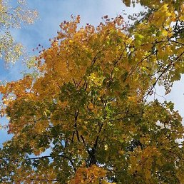 �������, ������� ��������, 39 ���